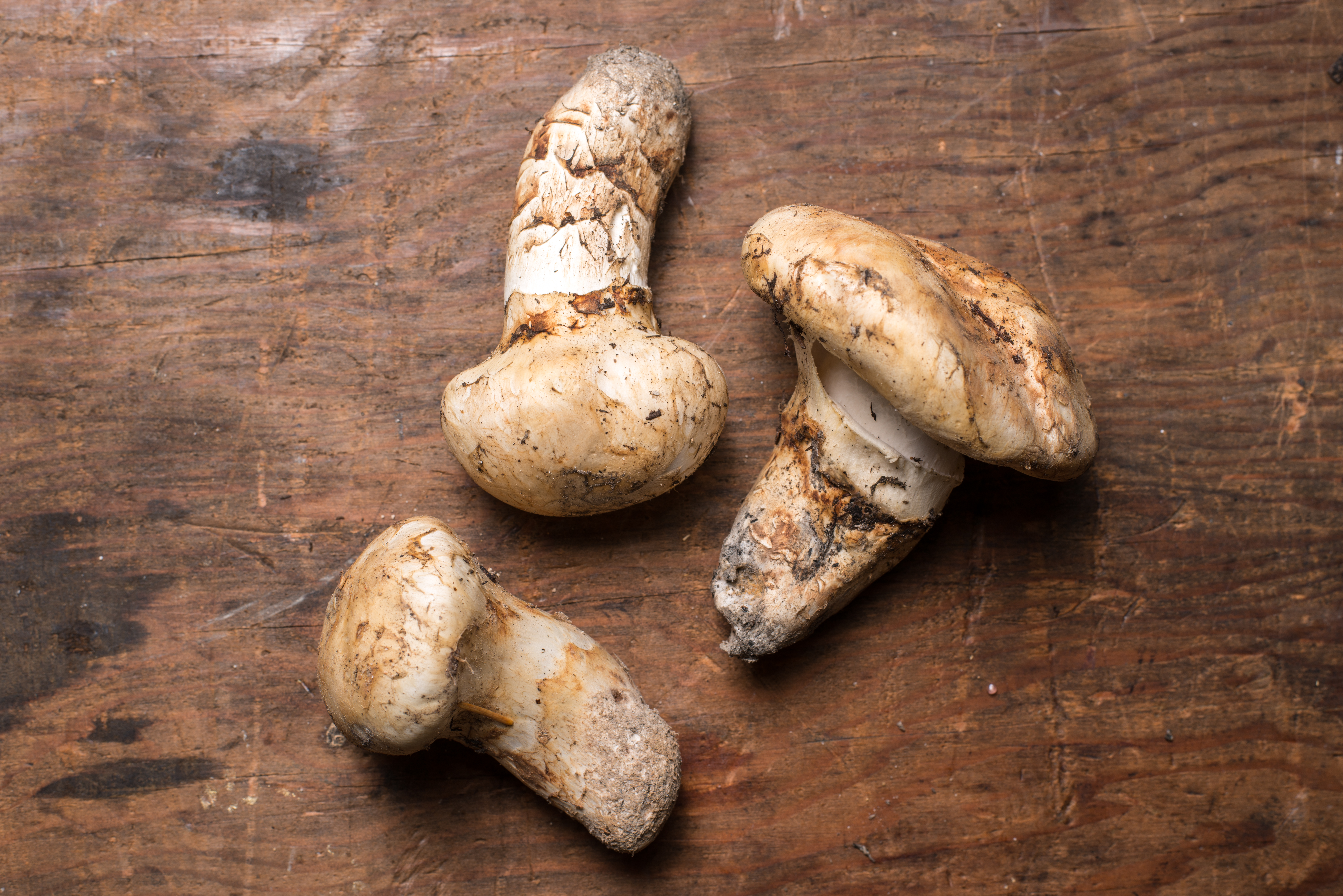 Wild Matsutake (Pine) Mushrooms / lb